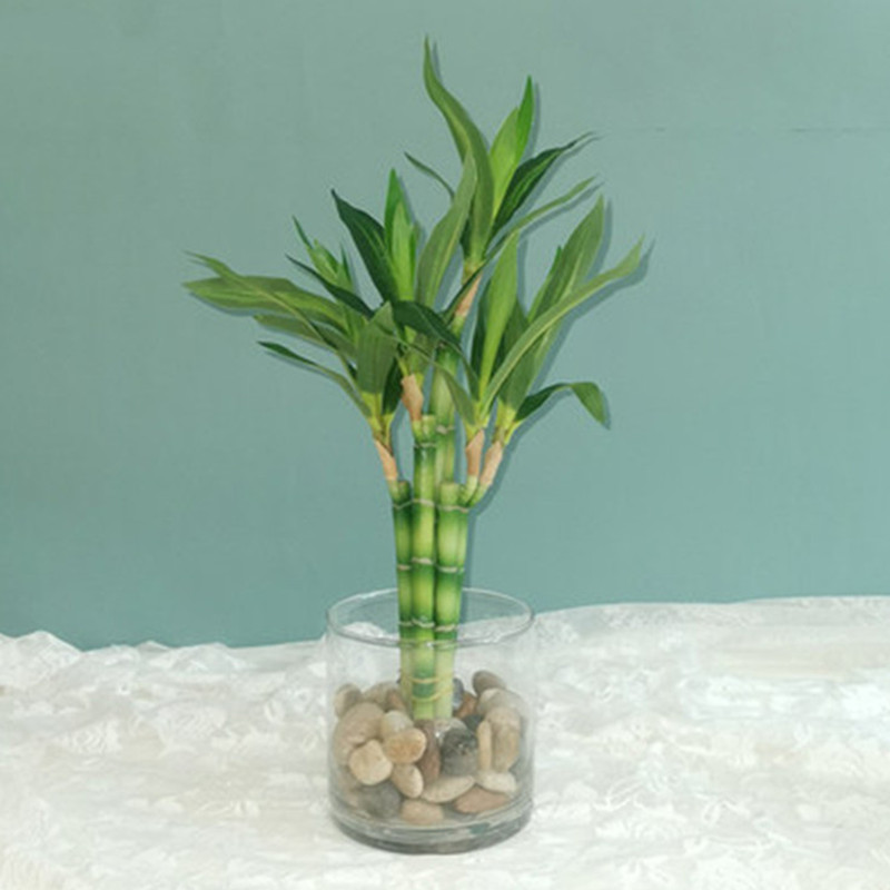 Mới 40Cm RFtificial May Mắn Tr - đánh giá và giá Desk Setup Plants