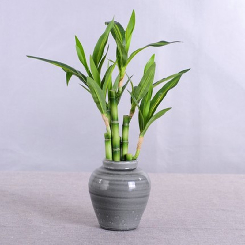 Mới 40Cm RFtificial May Mắn Tr - đánh giá và giá Desk Setup Plants