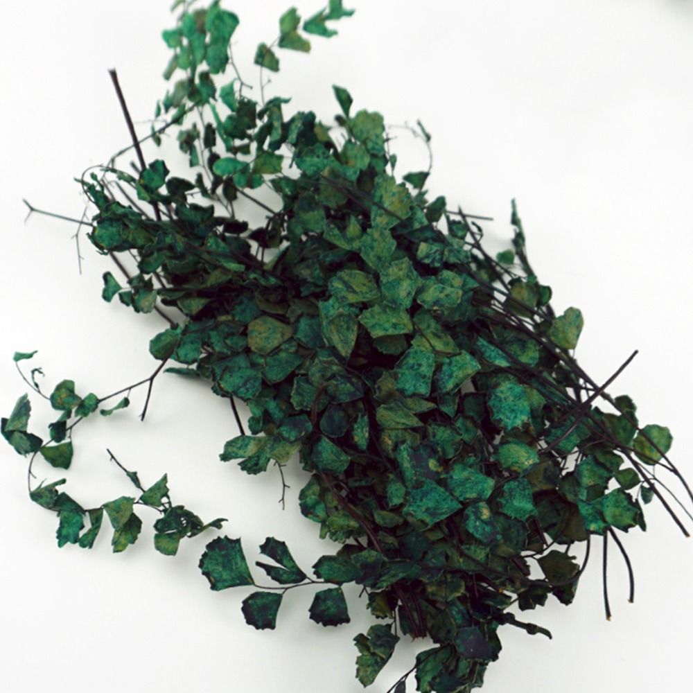 1 Box Scene Model Micro Landsc - đánh giá và giá Desk Setup Plants